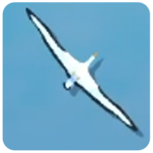 Albatross — How to Fish creature icon