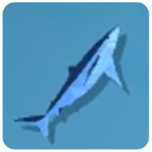 Blue Shark — How to Fish creature icon