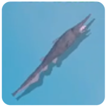 Goblin Shark — How to Fish creature icon