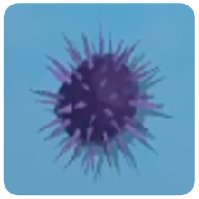 Sea Urchin — How to Fish creature icon